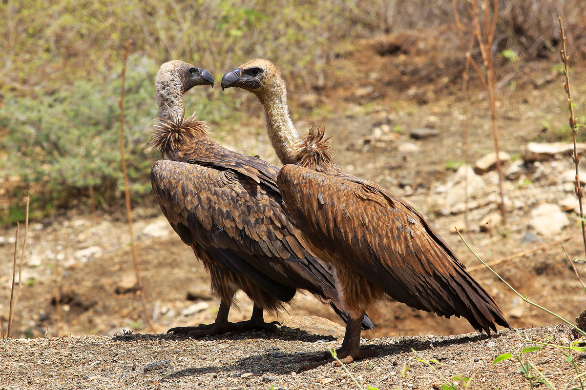White backed vulture